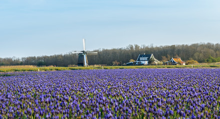 Holenderski wiatrak w polu niebieskich kwiatów, wiosna w Holandii Północnej. - obrazy, fototapety, plakaty