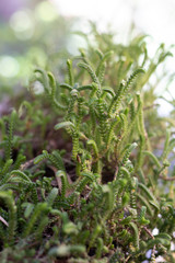 green fern like plant growing in pot 