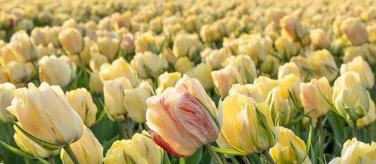 Kwitnące pole tulipanów, wiosna w Holandii Północnej
