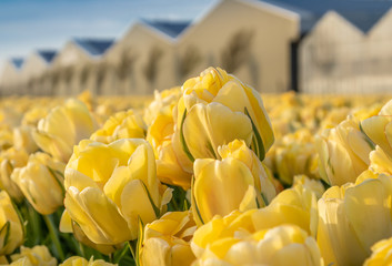 Kwitnące pole tulipanów, wiosna w Holandii Północnej.
