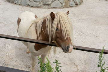 horse at the zoo