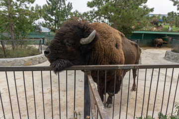 bison at the zoo