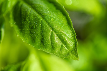 Fresh basil leaves. Healthy Eating.
