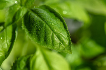 Fresh basil leaves. Healthy Eating.