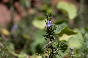single rosemary branch with purple flower 