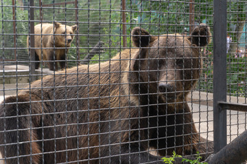 bear at the zoo
