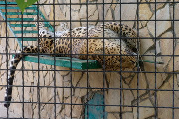 leopard at the zoo