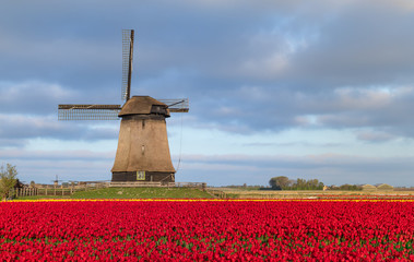 Holenderski wiatrak w polu czerwonych tulipanów, Schermer, Holandia Północna.