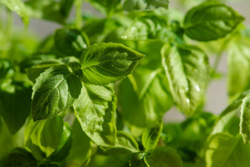 Fresh basil leaves. Healthy Eating.