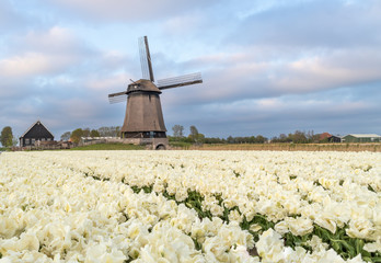 Holenderski wiatrak w polu tulipanów, Holandia Północna - obrazy, fototapety, plakaty