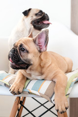 Happy pets pug dog and french bulldog sitting on a chair looking at different sides. Dogs are waiting for food in the kitchen