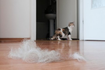 A lot of the hair of a moulting cat (fluff) on brown panel floor. There is silhouette of cat walking in background. It is exotic cat.