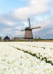 Holenderski wiatrak w polu tulipanów, Holandia Północna.