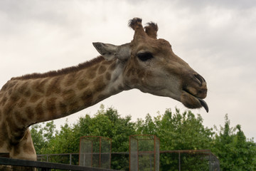 giraff at the zoo