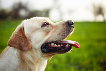 Closeup of the happy dog on the green field on the beautiful sunset. Cheerful labrador retriever sits on the grass with his owner. Home pet play and walk concept.