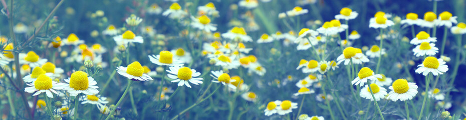 Blooming chamomile on a meadow. Pharmacy the common white Daisy