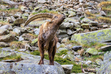 Stambecco, Parco Nazionale del Gran Paradiso