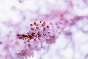 Beautiful cherry blossom sakura in spring rainy day.
