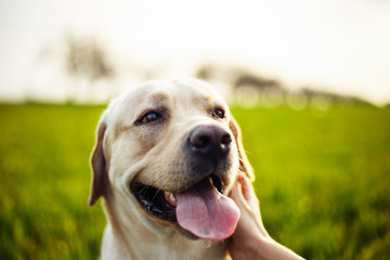 Closeup of a woman's hand pet the happy dog on the green field on the sunset. Cheerful labrador retriever sits on the grass with his owner. Home pet play and walk concept.