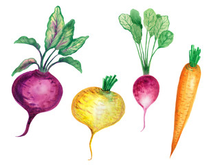 Root vegetables are drawn in watercolors-radishes with leaves, carrots, beets with turnip tops.