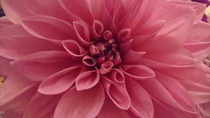 pink dahlia flower