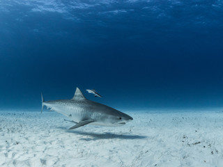 Tiger shark and remora, Bahamas.