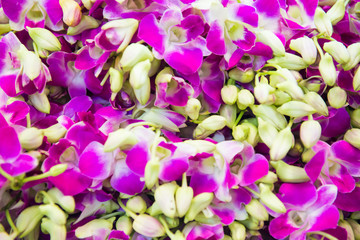 Closeup view of heap of many pink and purple tropical orchid flowers. Can be used as nature flower...