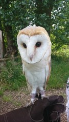 Barn owl