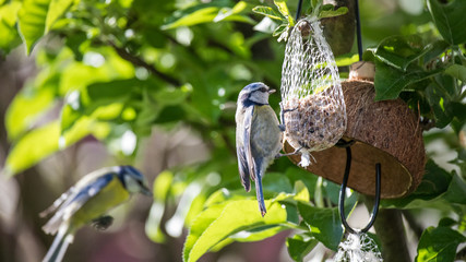 Blaumeise hängt an einem Meisenknödel