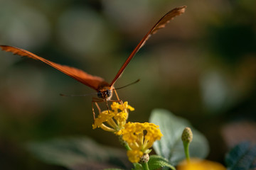 Schmetterlinge