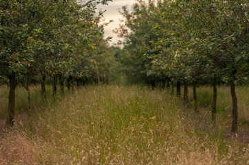 Landscape digital backdrop for composites