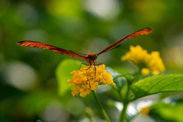 Schmetterlinge