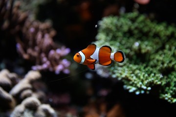 clown fish in aquarium