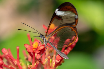 Schmetterlinge