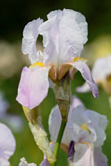 Iris flower close-up on a blurred background