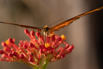 Schmetterlinge