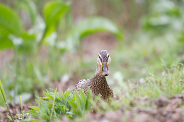 Duck female among the vegetation.