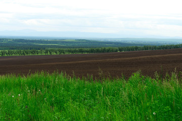 field with tall green grass

