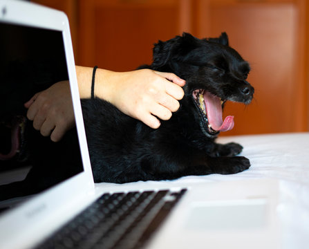 Black Dog Yawning Next To A Computer. Concept Of Working At Home With Pets.