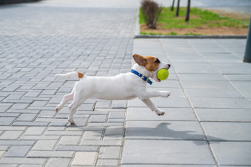 Purebred smooth-haired puppy Jack Russell Terrier plays on the street. Joyful little dog companion...