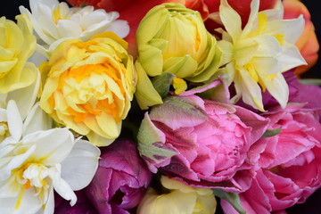 Peony pink tulips and terry daffodils close-up