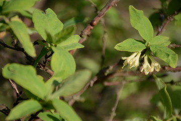 White honeysuckles flowers on blurry green background