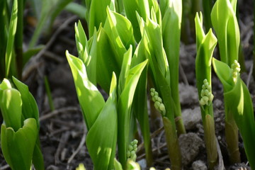Fototapeta premium Lily of the valley buds are about to bloom in the open