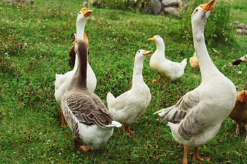 geese walk on the site