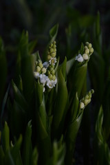 Beautiful convallaria majalis grew in the spring in the forest