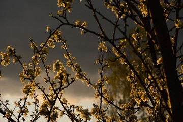 Plum blossom against a stormy sky