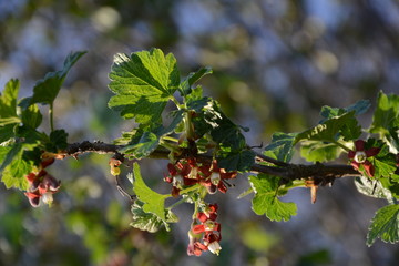 Currant blooms in the spring in the garden