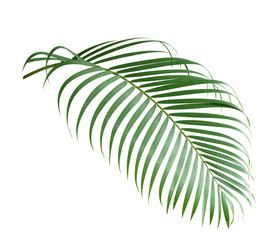 Palm leaf isolate is on white background with clipping path
