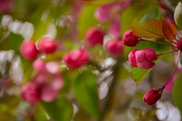 Pink buds of malus paradise on blurred background