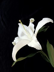 Fototapeta na wymiar Beautiful white lilies with a black background.